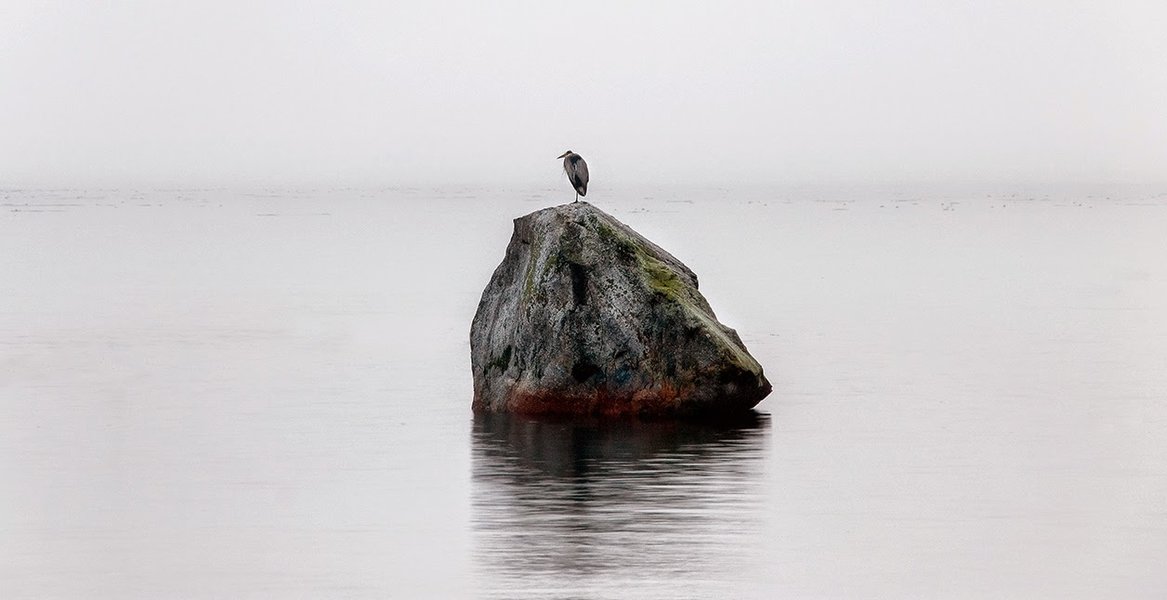 Heron in the Mist.jpg