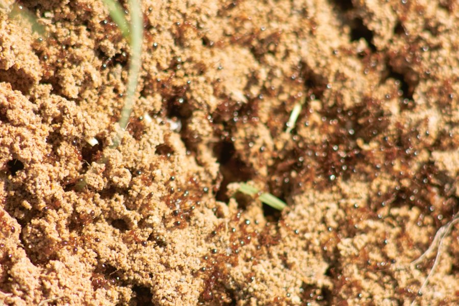 Ants.jpg