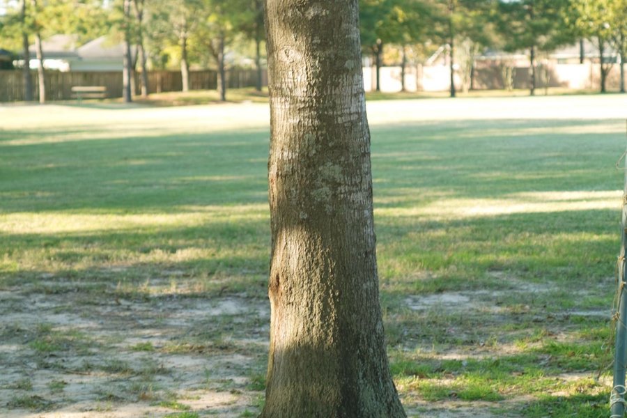 50mm f2-zoom.jpg