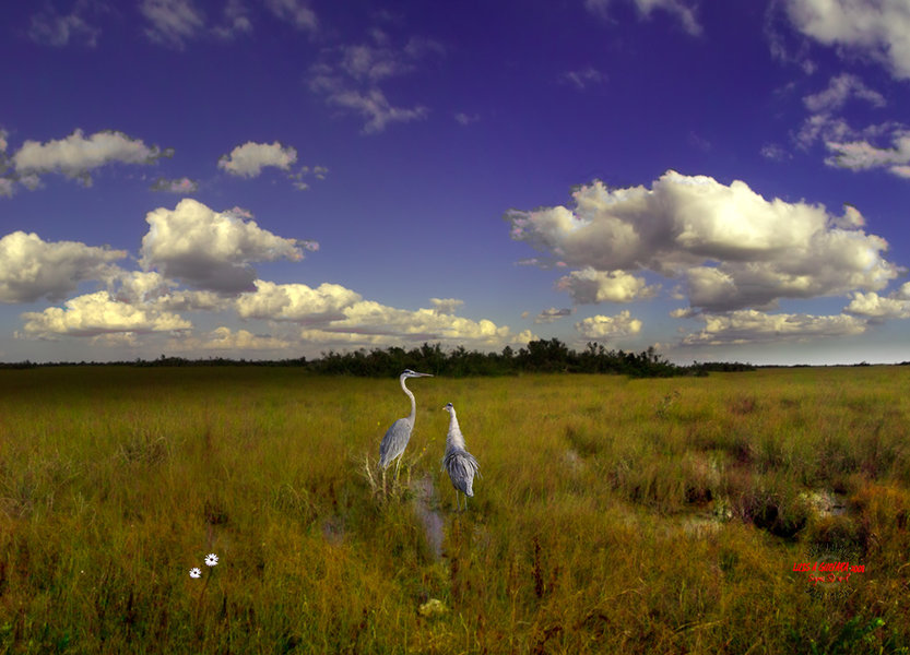 Blue Herons.jpg