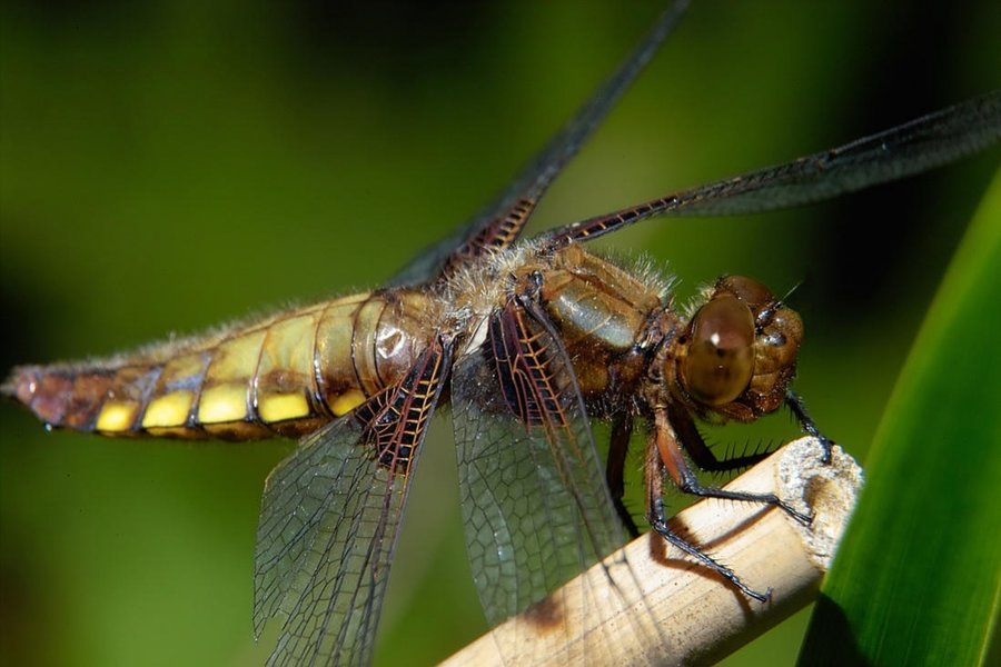 -Plattbauchlibelle- .jpg