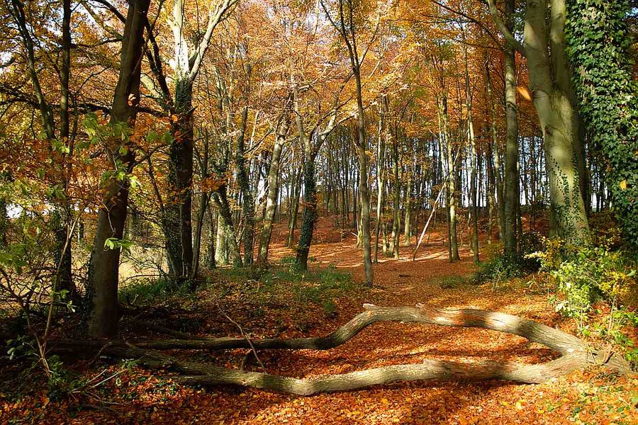 Waldweg_02.jpg