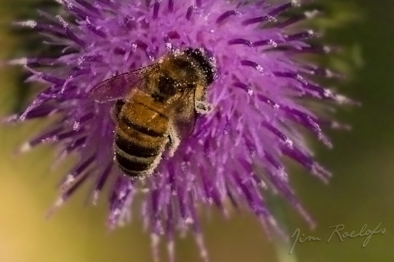 Bee @ Hume Weir 111208.jpg