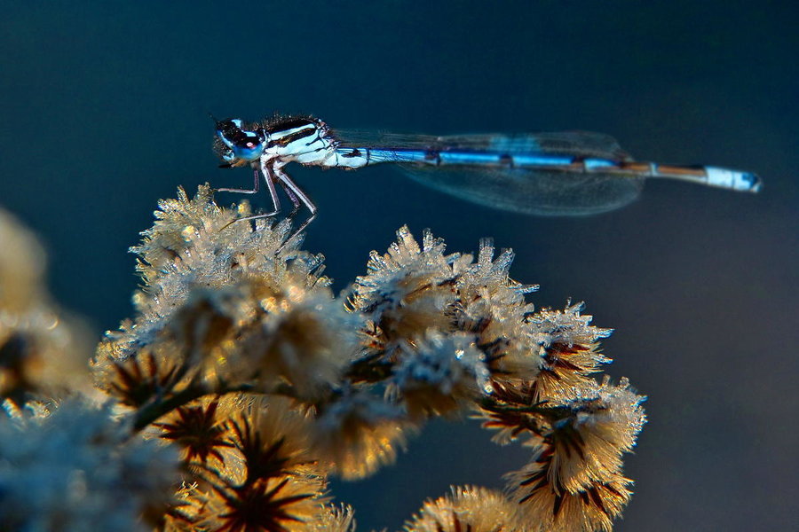 -Dragonfly on ice-.jpg