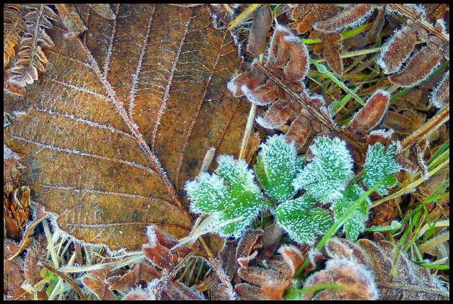 Alder_Dwarf_Bramble_Web.jpg