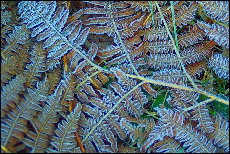 Frosted_Bracken_Clean.jpg