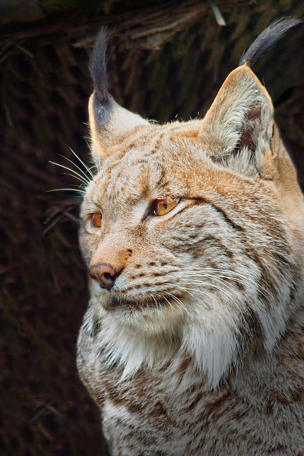 -Luchs2-.jpg