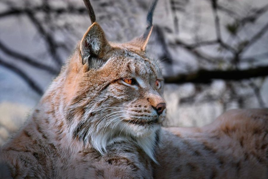 -Luchs3-.jpg