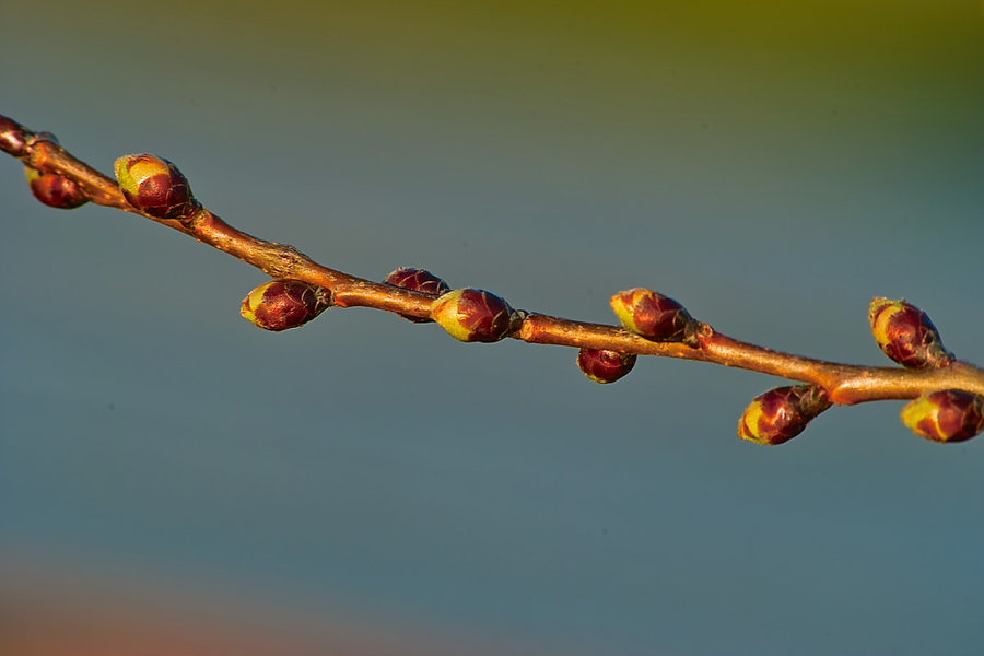 SDIM5636.jpg