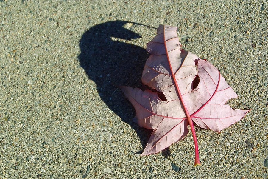fall leaf.JPG