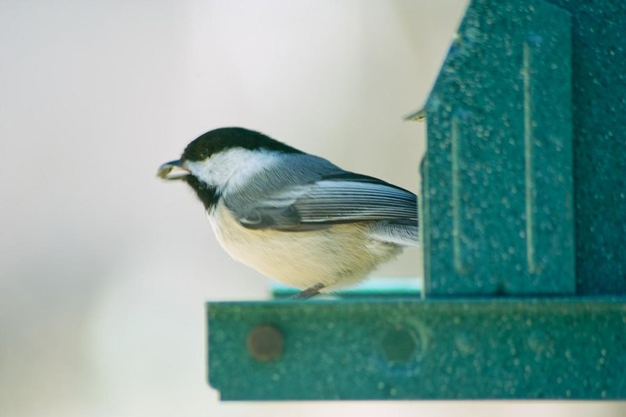 black capped chickadee 6.JPG