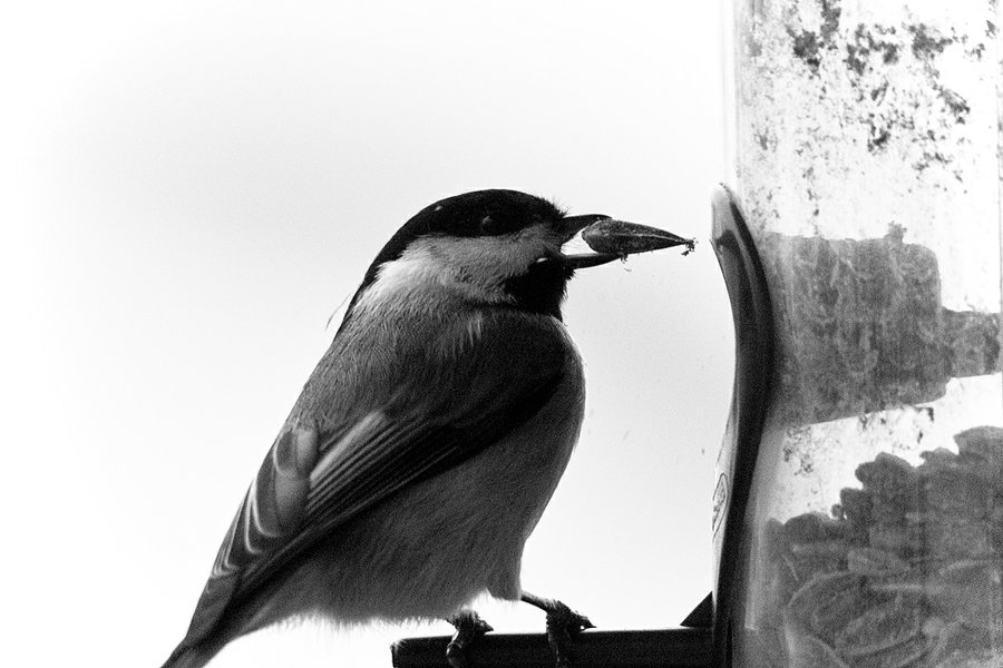 SDIM4996_Chickadee_BW_2.jpg