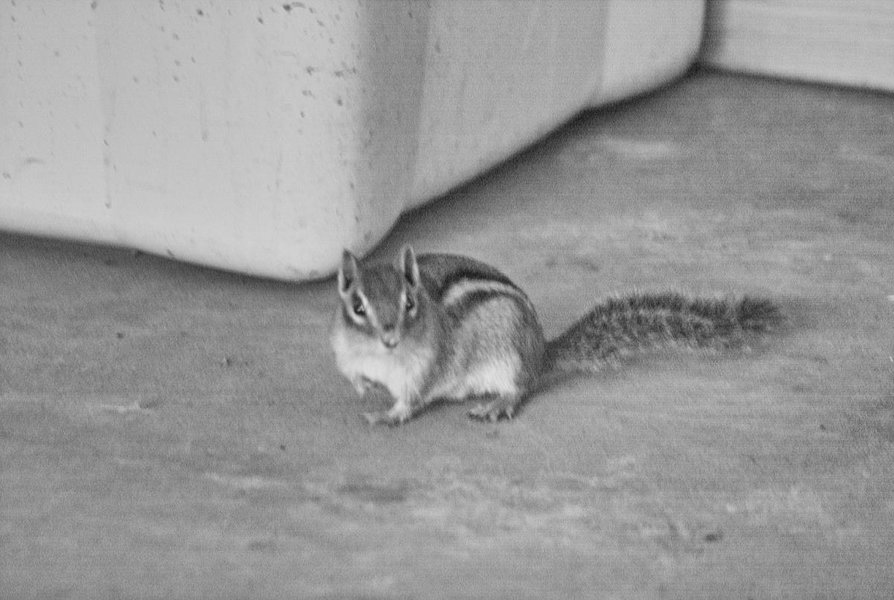 banding chippy.JPG