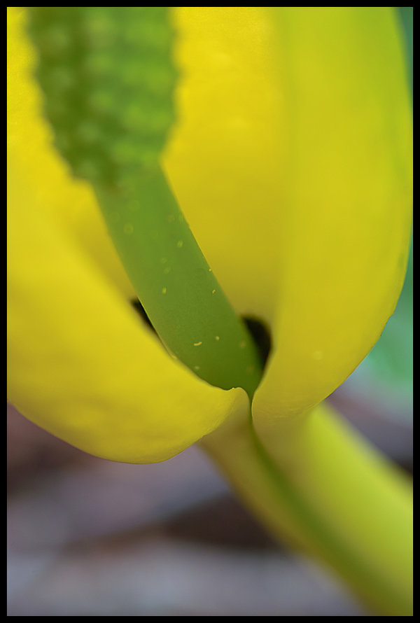 Close Spadix Soft_cleaned.jpg