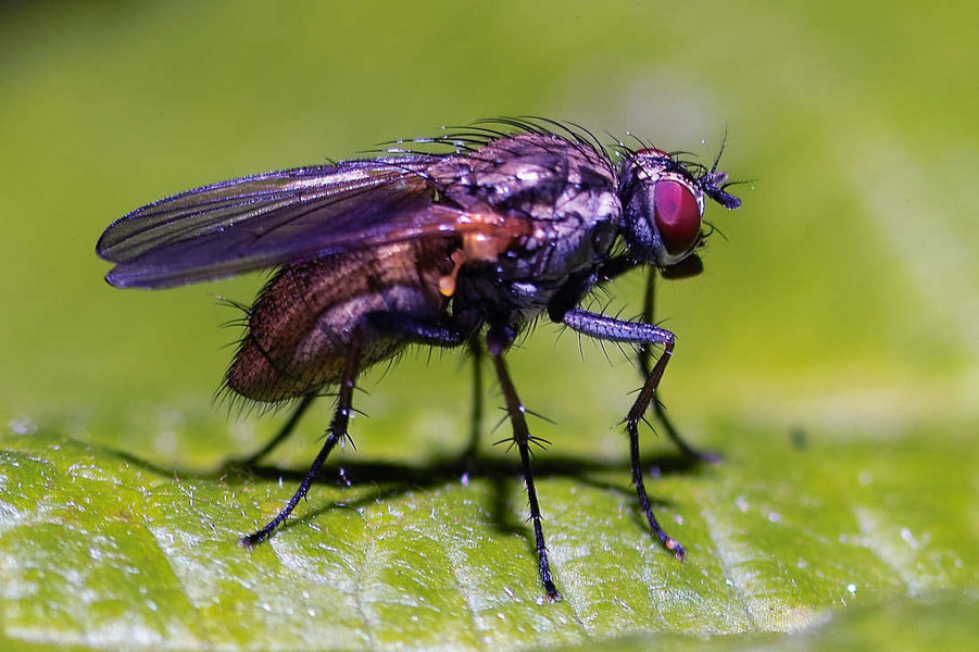-Fliege-.jpg