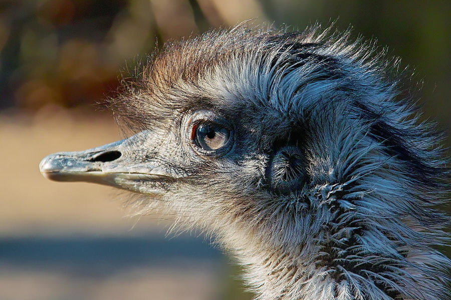 -Der SchÃ¶nste-.jpg