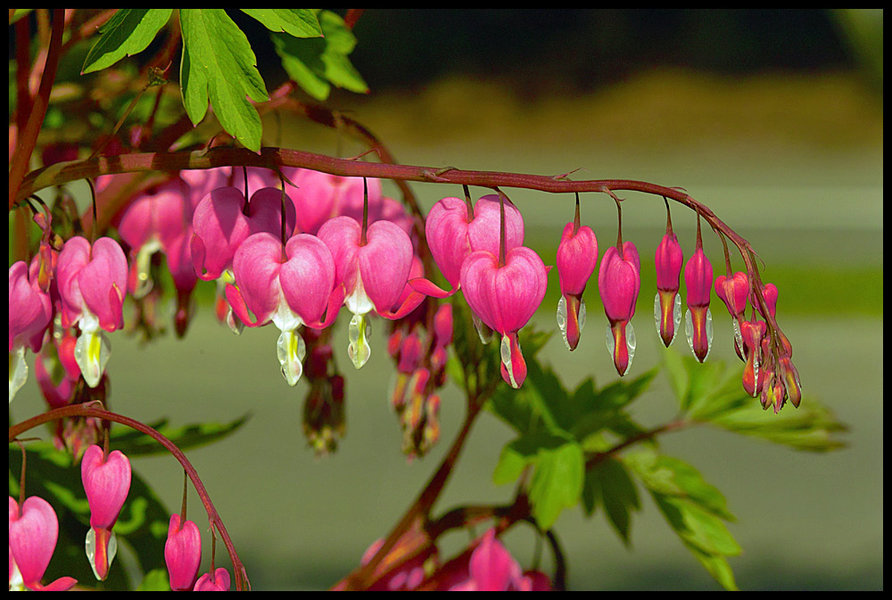 Horizontal Hearts.jpg