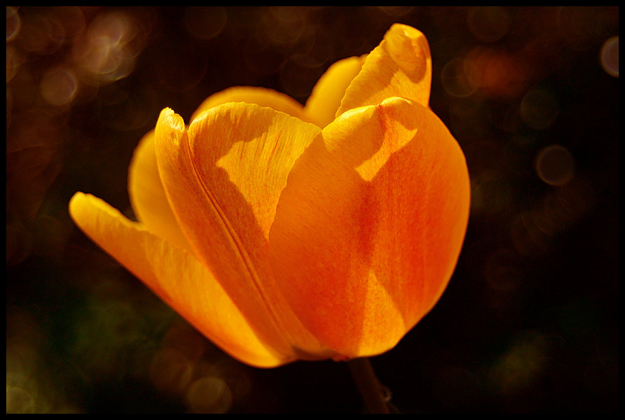 Tulip Shine Resize.jpg