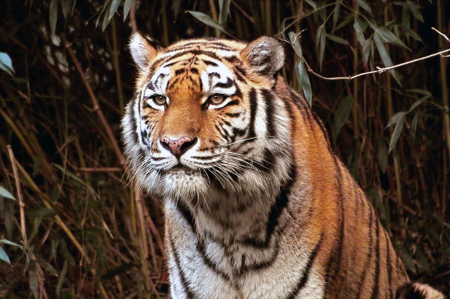 -Tiger-.jpg