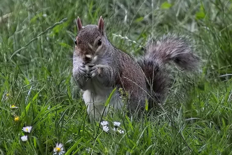 -EichhÃ¶rnchen2-.jpg