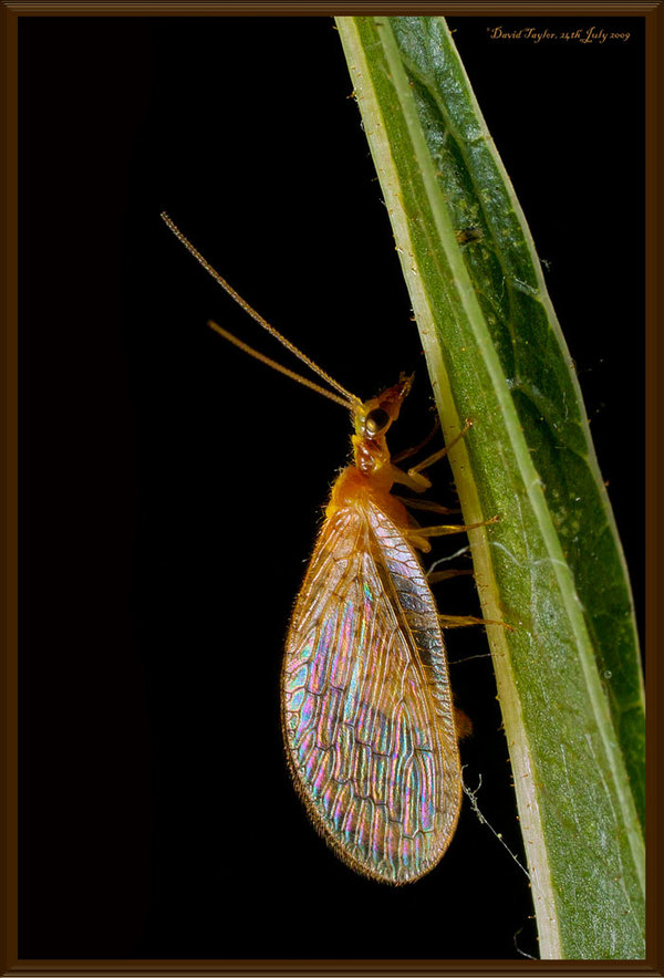 Lacewing1.jpg