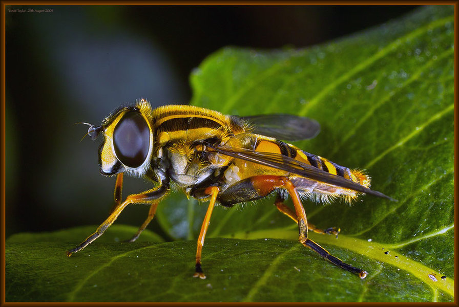Hoverfly2.jpg