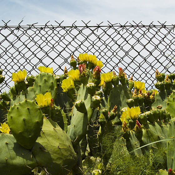 opuntia.JPG