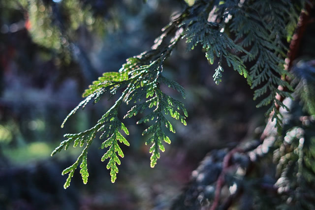 Lincoln Park 3_640.jpg