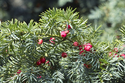 Primotar 135mm test.jpg