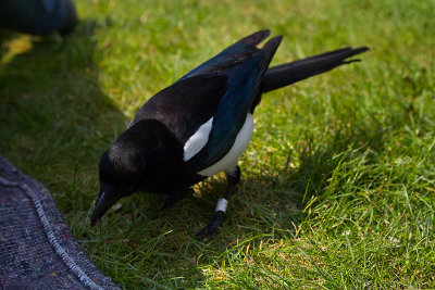 SDIM3639-gimp-sf.jpg