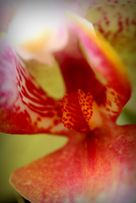 orchid.jpg