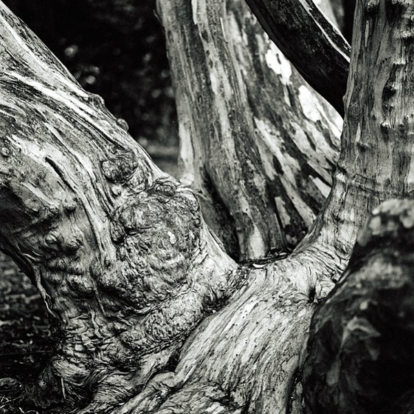 Hassy old tree B&W.jpg