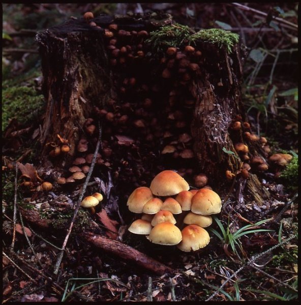 Mushrooms 120mm Macro.jpg