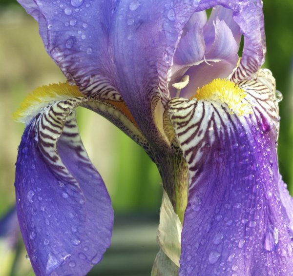 Purple flower.jpg