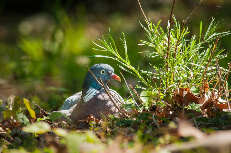 20140420_Langer Erlen_DSC_2211_057.jpg