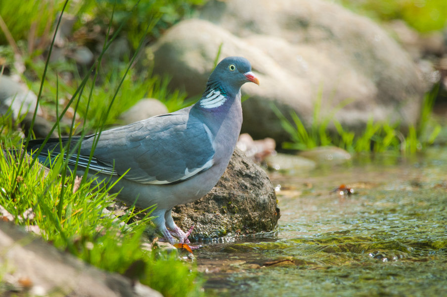 20140420_Langer Erlen_DSC_2168_014.jpg