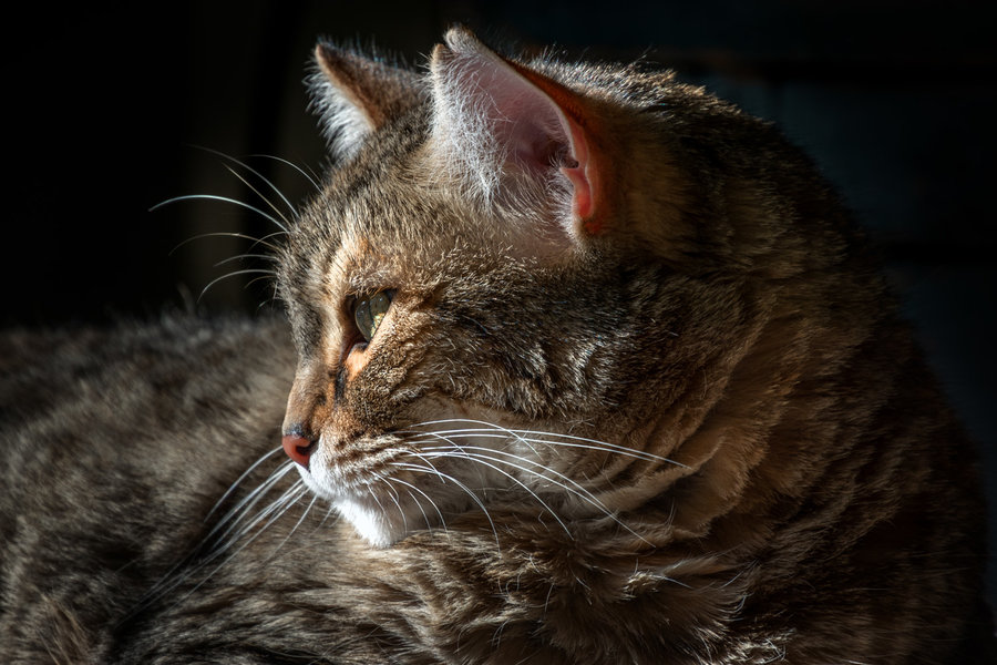 Harley resting in the sun.jpg