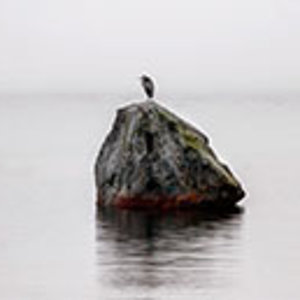 Heron in the Mist.jpg