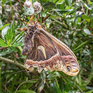 Cecropia Moth.jpg