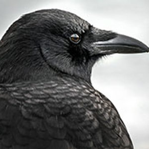 Crow portrait.jpg