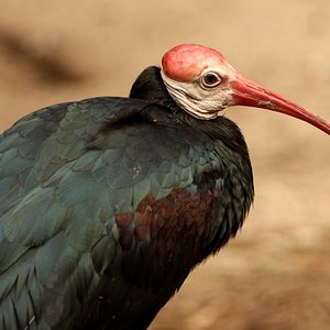 Southern Bald Ibis(2).jpg
