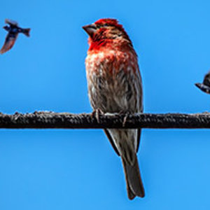 Bird on a wire.jpg