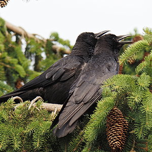 Panting Crows