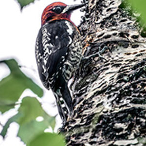 Red-breasted sapsucker.jpg