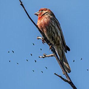 House Finch.jpg