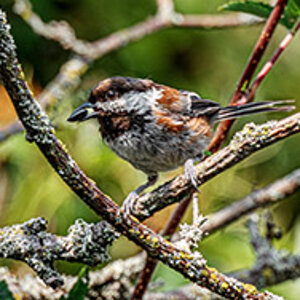 Chestnut-backed Chickadee.jpg