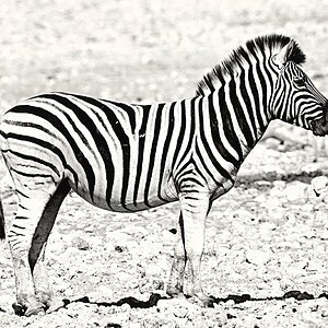 Zebra-8.JPG