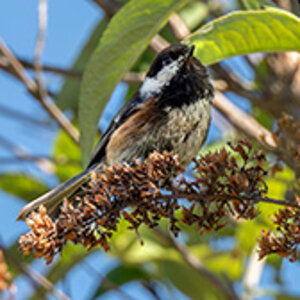 Chestnut-backed Chickadee.jpg