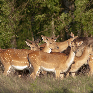Fallow Deer running past in Cannock Chase