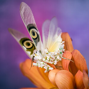 Spiny Flower Mantis Pseudocreobotra Wahlbergii 2.jpg